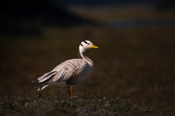 Bar-headed goose on the grass