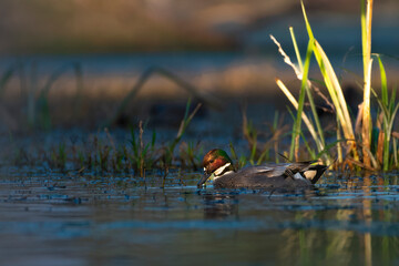 Falcated duck in the water