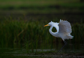 egret