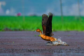 Fulvous whistling duck pheasant in flight