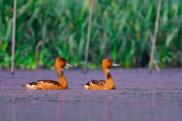 Fulvous whistling duck and ducklings