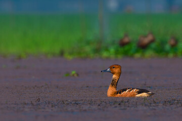 Fulvous whistling duck in the pond