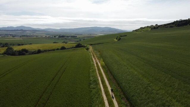 Drone zoom out of a runner running on a trail that advances between two fields of wheat. Intense green color. Panoramic view of a spring landscape.