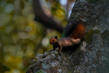 squirrel in the tree