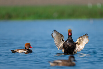 Red-crested pochard in the water