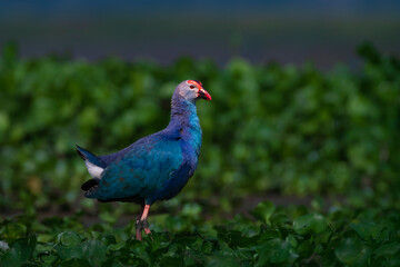 Purple Swamphen in the grass