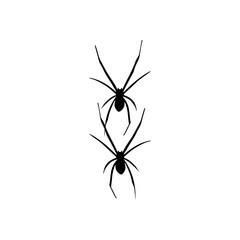 vector illustration of two black spiders