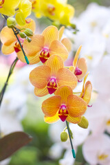 Orchids vanda flowers blooming hang on tree branch in garden beauty colorful background