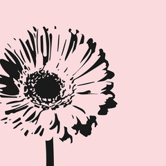 Gerbera flower isolated on pink background. Floral vector background with daisy. - obrazy, fototapety, plakaty