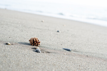 砂浜と松ぼっくり