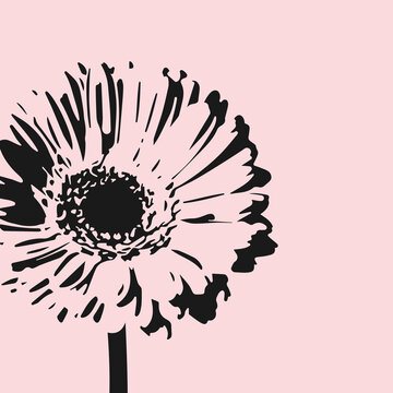 Gerbera flower isolated on pink background. Floral vector background with daisy.