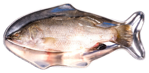 Fresh Sea bass on a fish-shaped plate ready to cook, White striped bass fish isolate on white background PNG File.