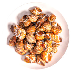 Fresh areola babylon or spotted babylon on white dish background, Fresh areola babylon or spotted babylonon on white background PNG File.