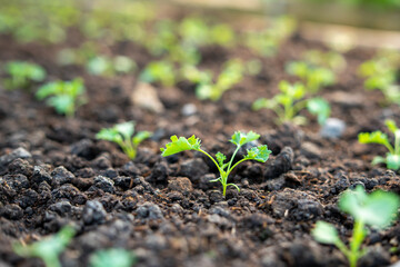 organic vegetable garden Growing vegetables naturally without harmful chemicals and pesticides
