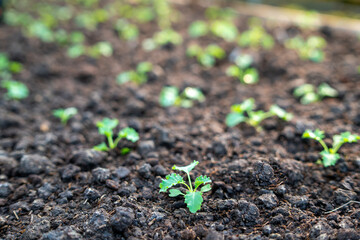 organic vegetable garden Growing vegetables naturally without harmful chemicals and pesticides