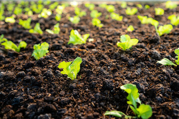 organic vegetable garden Growing vegetables naturally without harmful chemicals and pesticides