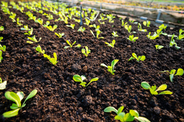 organic vegetable garden Growing vegetables naturally without harmful chemicals and pesticides