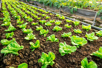 organic vegetable garden Growing vegetables naturally without harmful chemicals and pesticides