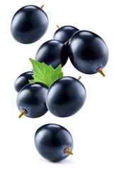 Dark grape isolated. Black grape with leaves on white background. Grapes flying collection. Full...