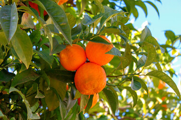 three oranges in front of blue sky