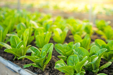 organic vegetable garden Growing vegetables naturally without harmful chemicals and pesticides