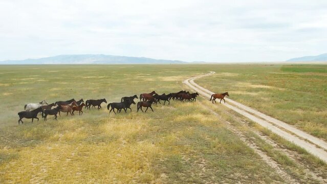 Aerial view herd of horses running in steppe, field, mountains on background. Livestock in a countryside, stock raising, cattle breeding 