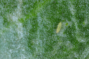 Thrips, thrip larva Thysanoptera on a leaf.