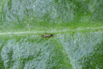 Thrips, thrip Thysanoptera, adult insect on a leaf.