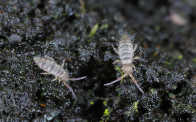 Entomobrya species springtails. They are tiny creatures that are pests of, among other things, flowers grown in homes. Two specimens on soil in a pot.