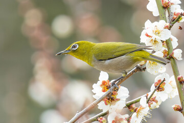 満開の白梅とメジロ