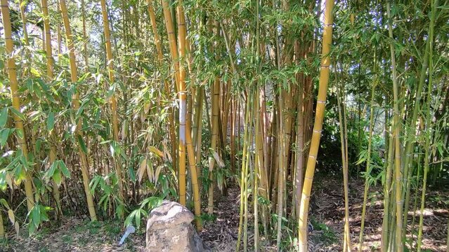 Ischia - Bamboo nel giardino orientale dei Giardini La Mortella