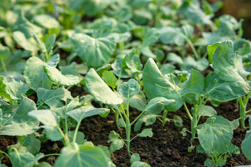 organic vegetable garden Growing vegetables naturally without harmful chemicals and pesticides