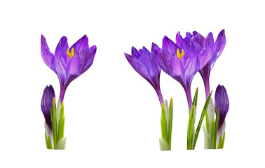 Set of purple crocus flowers and leaves isolated on white or transparent background