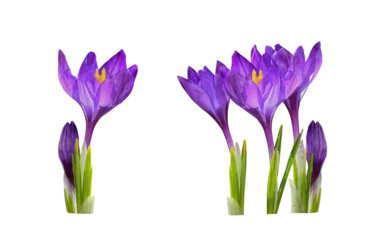 Velours gordijnen Set of purple crocus flowers and leaves isolated on white or transparent background © Ortis
