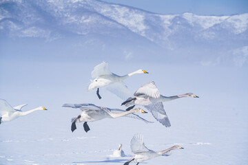 Obraz premium 朝靄の湖を飛行する白鳥