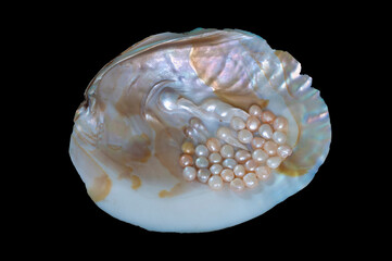 The Pink abalone, scientific name Haliotis corrugata, is a species of large edible sea snail, a...