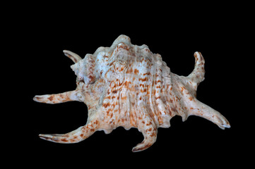 Distinctive shell, up to 20 cm, with six projections (including the long siphonal canal). Colour white, with brown mottling and streaks. Isolated in black background. - obrazy, fototapety, plakaty