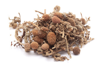 Closeup of East Indian Globe Thistle or Indian sphaeranthus or Gorakhmundi (Sphaeranthus indicus) dry fruits and leaves , isolated on white background.	