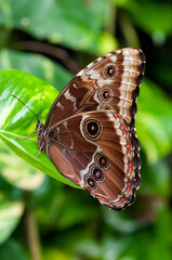 brown butterfly on a green leaf