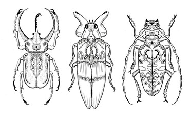 Graphic illustration of decorative Beetles