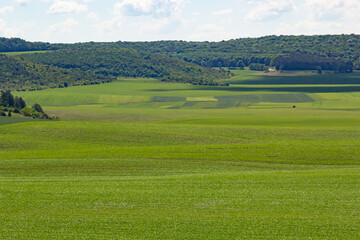 Fototapeta na wymiar Summer landscape with hilly green field and forest in the distance