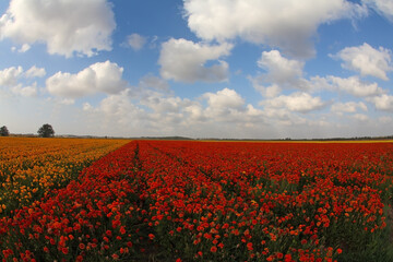 Magnificent blossoming ranunculus