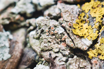 An abstract nature background of colorful lichen and fungus growing on a tree trunk in the forest