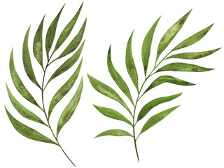 Watercolor palm leaves on white background