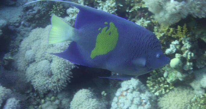 Arabian Angle Fish in The Coral Reef of The Red Sea of Egypt. Pomacanthus asfur, the Arabian angelfish, is a species of marine ray-finned fish, a marine angelfish belonging to the family Pomacanthidae