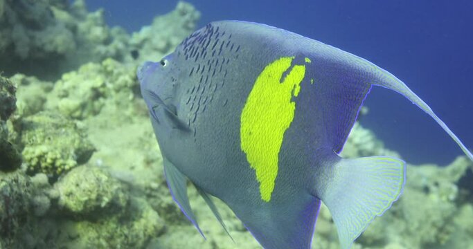 Arabian Angle Fish in The Coral Reef of The Red Sea of Egypt. Pomacanthus asfur, the Arabian angelfish, is a species of marine ray-finned fish, a marine angelfish belonging to the family Pomacanthidae