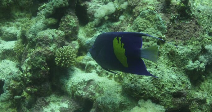Arabian Angle Fish in The Coral Reef of The Red Sea of Egypt. Pomacanthus asfur, the Arabian angelfish, is a species of marine ray-finned fish, a marine angelfish belonging to the family Pomacanthidae