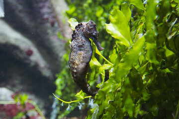 Polish zoo and dark seahorse