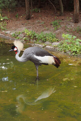 Naklejka premium Polish zoo and colorful bird