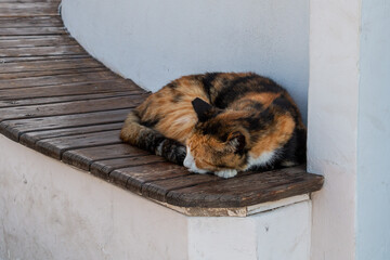 Cat lies on the bench and sleeps, Alanya